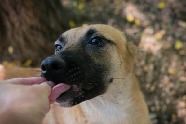 NINO  Junger Malinois-Mix sucht seine Chance
