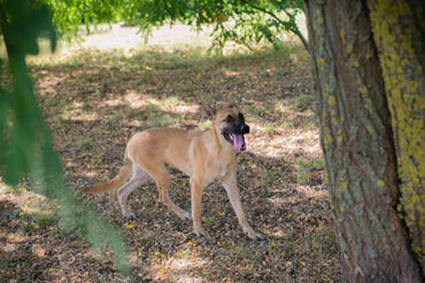 NINO  Junger Malinois-Mix sucht seine Chance