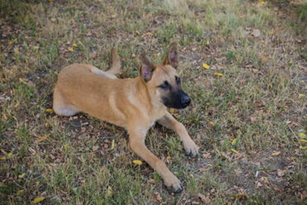 NINO  Junger Malinois-Mix sucht seine Chance
