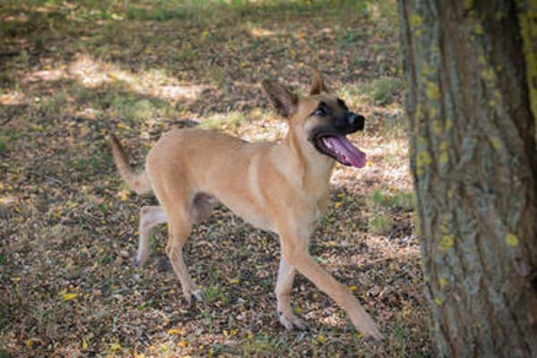 NINO  Junger Malinois-Mix sucht seine Chance