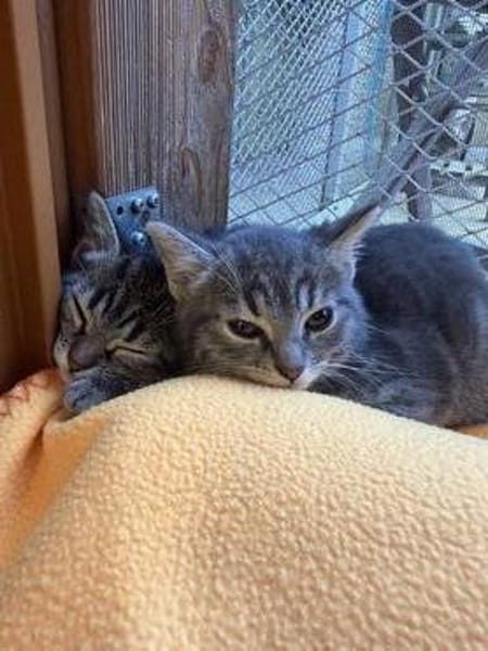 Max, Maya, Merle, Mia und Milo suchen ihr Für-immer-Zuhause