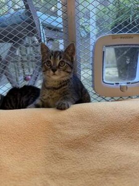 Max, Maya, Merle, Mia und Milo suchen ihr Für-immer-Zuhause