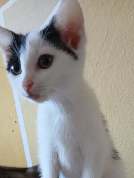 Zuhause gesucht für Paula und Paulino