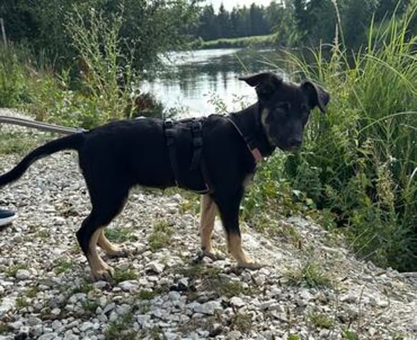 TALIA  sucht ihr Für-immer-Zuhause