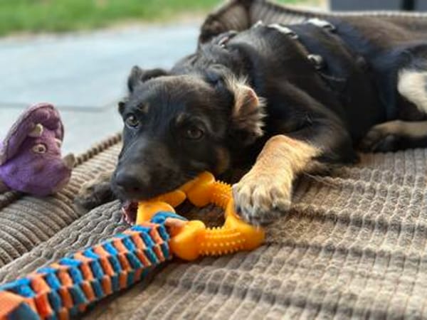 TALIA  sucht ihr Für-immer-Zuhause