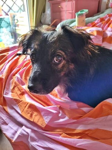 Josie, auf einer Pflegestelle