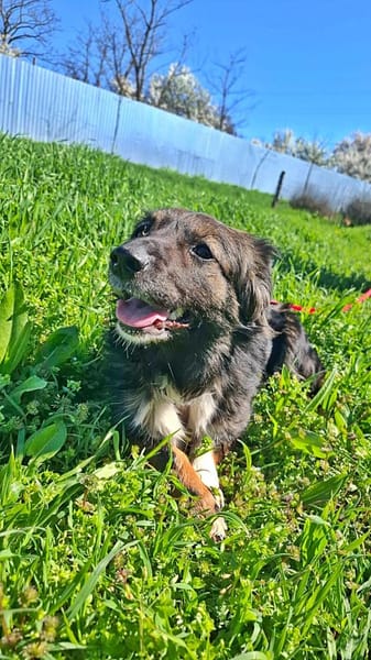 Josie, auf einer Pflegestelle