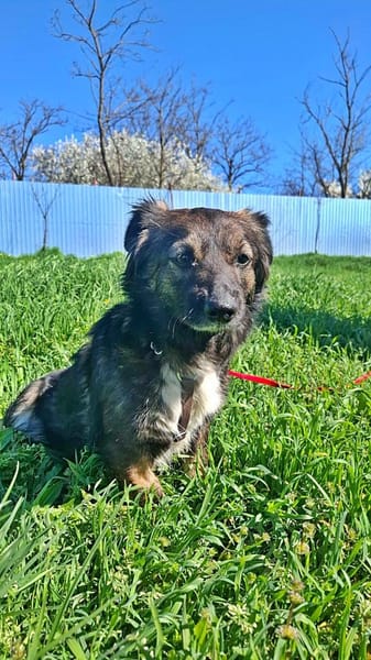 Josie, auf einer Pflegestelle