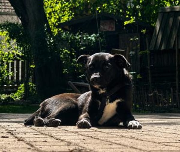 Lola LM  Sanfte Junghündin sucht geduldige Menschen