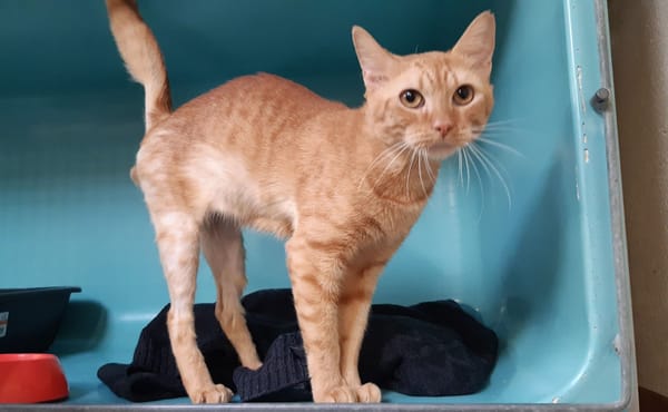 Garfield