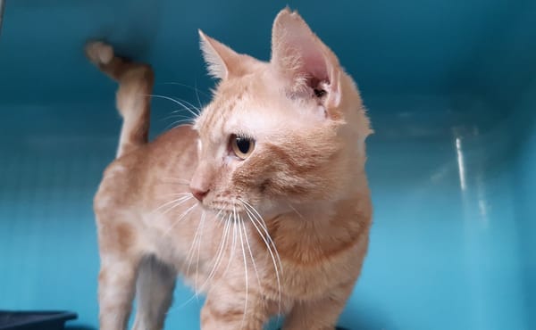 Garfield