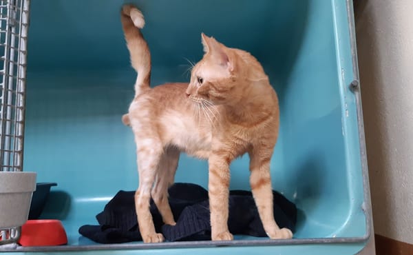 Garfield