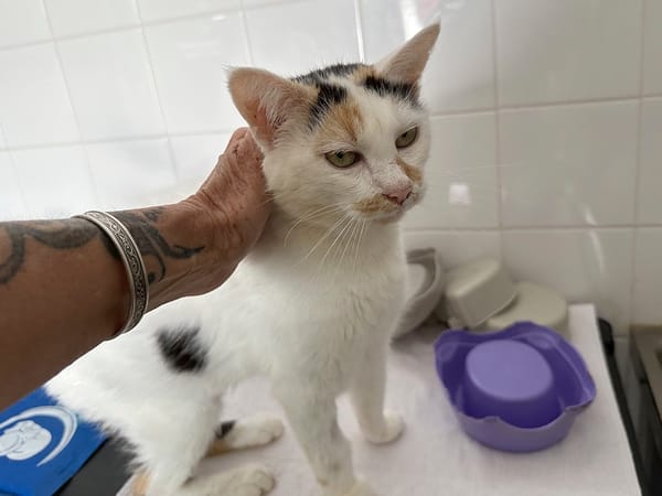 LILOU