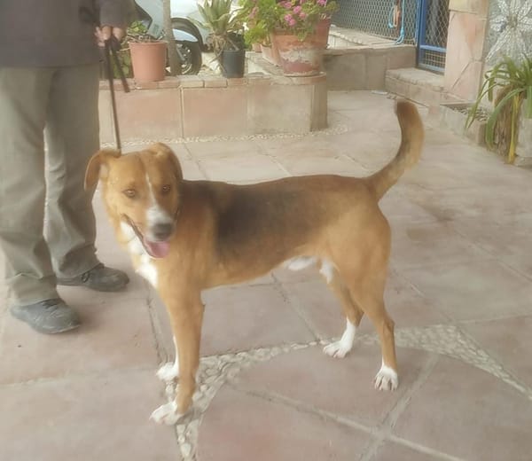 MILO (Maria)