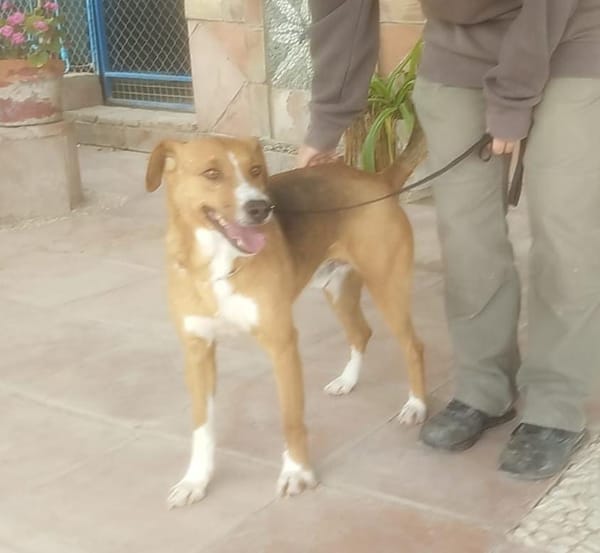 MILO (Maria)