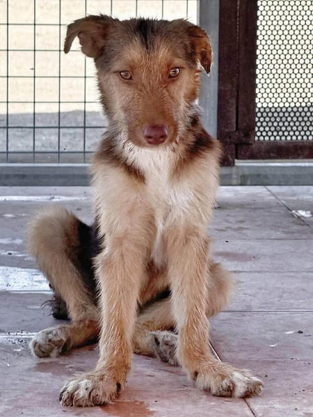 RUBBLE (Maria)