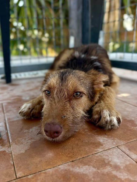 RUBBLE (Maria)
