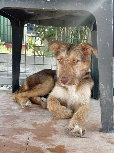 RUBBLE (Maria)