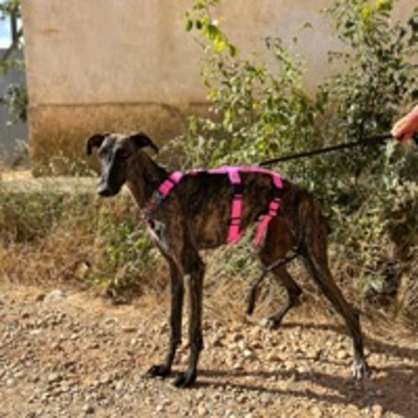 VÊLA (ANIMALEA)