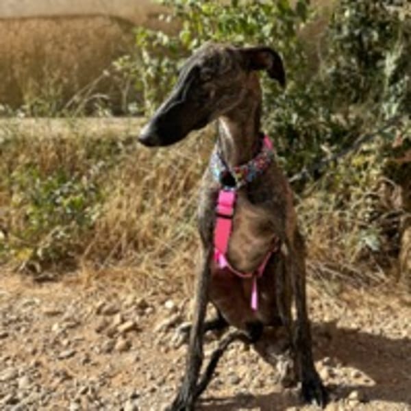 VÊLA (ANIMALEA)