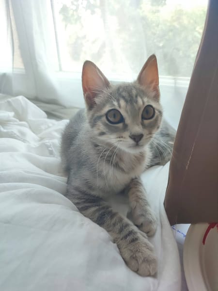 PERLA