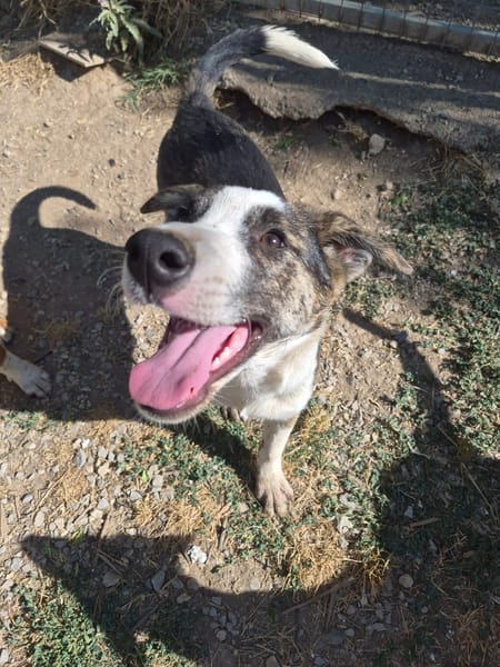 Nova