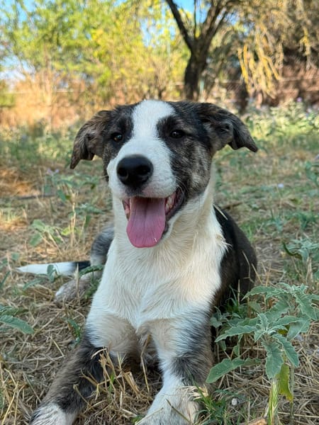 Nova