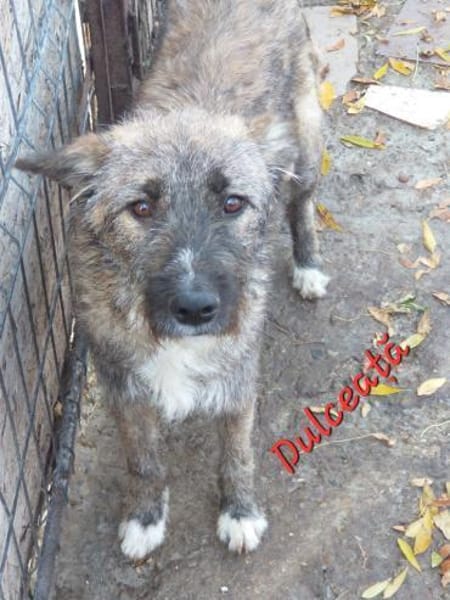 DULCEATA