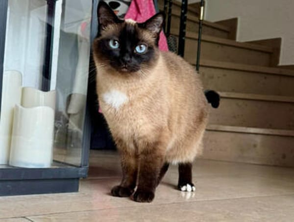Little Nala, sanfte Kuschelkatze, ca. 8 Jahre *in 41352 Kors