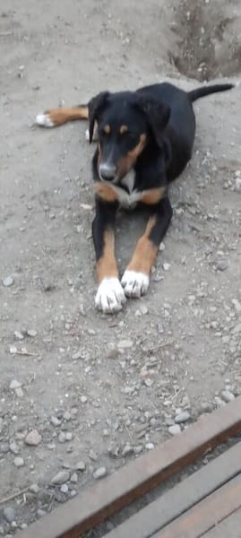 Latoya, liebe Hündin sucht neue Familie