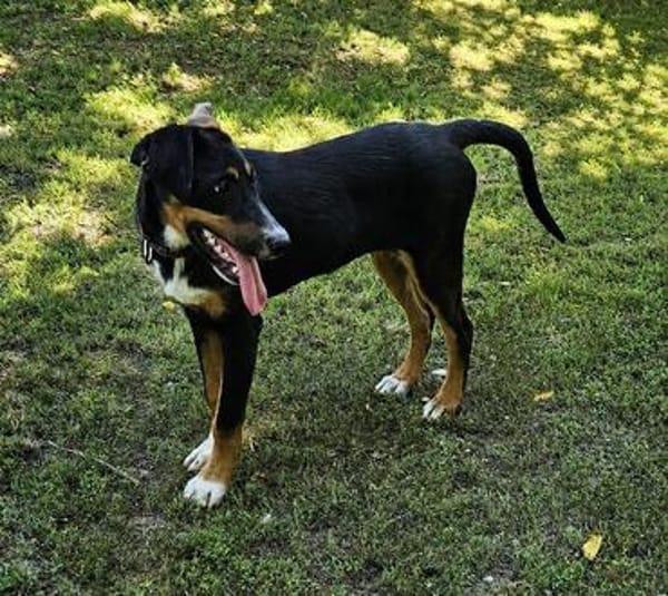 Latoya, liebe Hündin sucht neue Familie