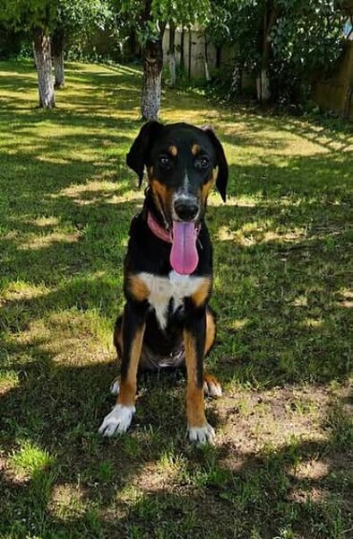 Latoya, liebe Hündin sucht neue Familie