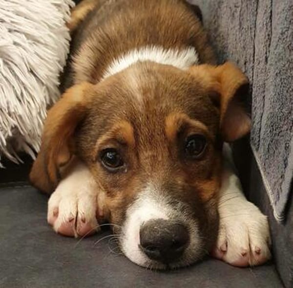lieber Welpenjunge Pepito auf PS in 90443