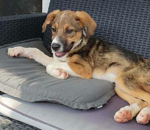 lieber Welpenjunge Pepito auf PS in 90443