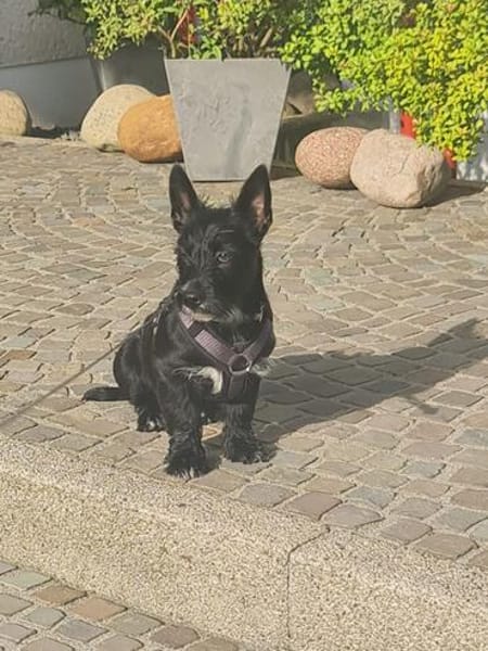 Kleiner Jordy aus Bochum sucht neues Zuhause