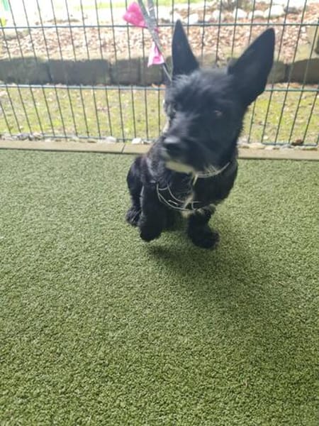 Kleiner Jordy aus Bochum sucht neues Zuhause