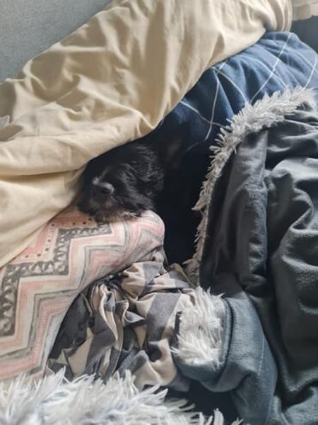 Kleiner Jordy aus Bochum sucht neues Zuhause