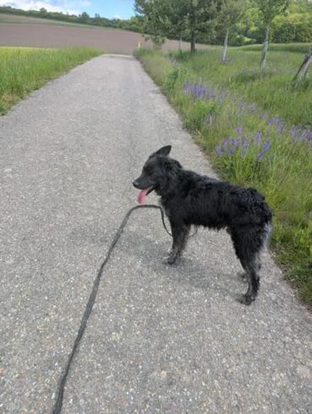 Sportlicher Cortesse sucht Familie