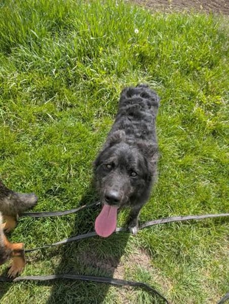 Sportlicher Cortesse sucht Familie