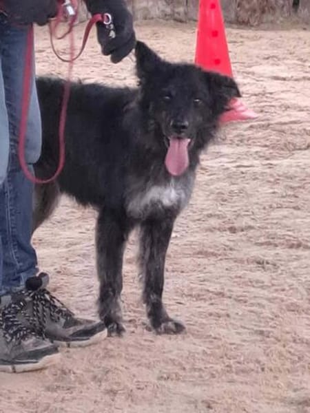 Sportlicher Cortesse sucht Familie