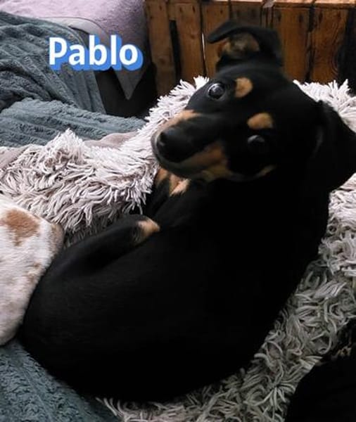 Pablo - neugierig, freundlich, aktiv