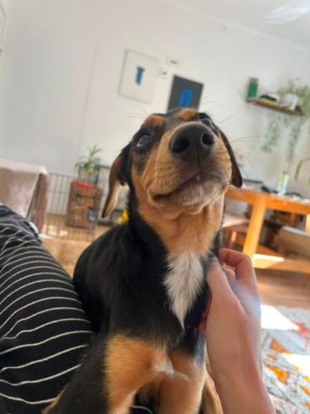 Heidi sucht ein liebevolles Zuhause