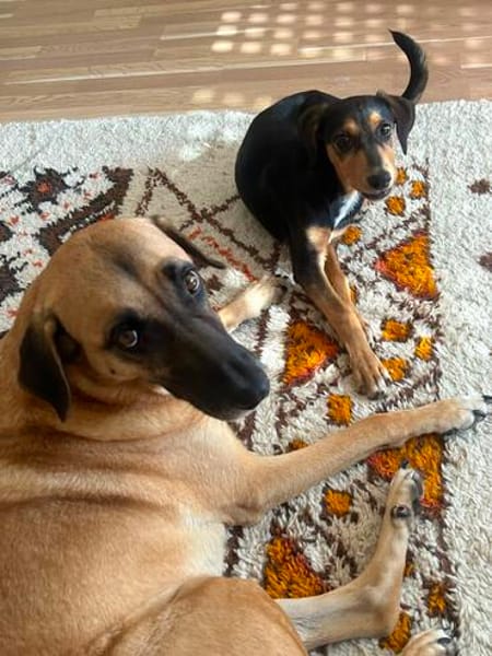 Heidi sucht ein liebevolles Zuhause