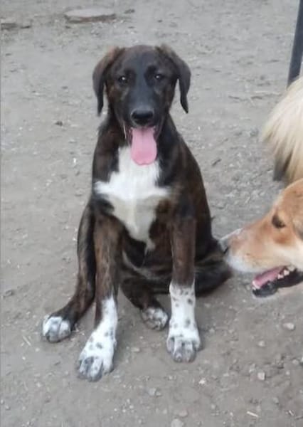 Latifah, mutige Hündin sucht neue Familie