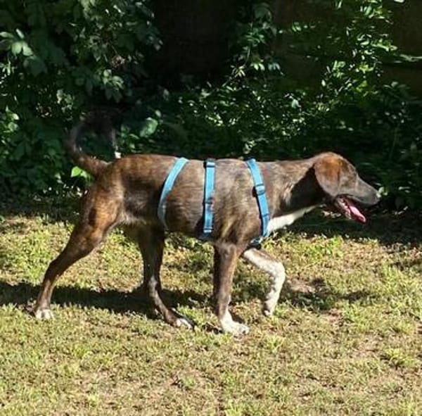 Latifah, mutige Hündin sucht neue Familie