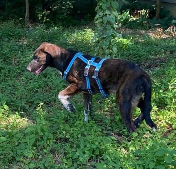 Latifah, mutige Hündin sucht neue Familie
