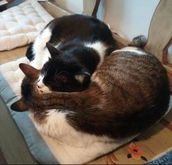 Lukas & Neron suchen zus. mit Garten/Freigang