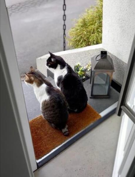 Lukas & Neron suchen zus. mit Garten/Freigang