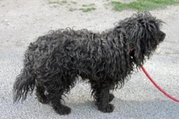 Kleiner Traumhund Palika auf Pflegestelle in 21031 Hamburg
