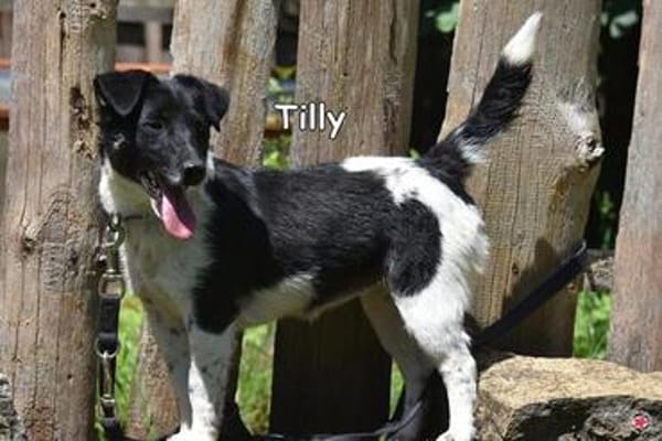 TILLY